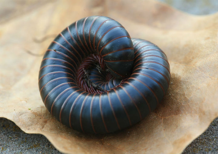 American Giant Millipede